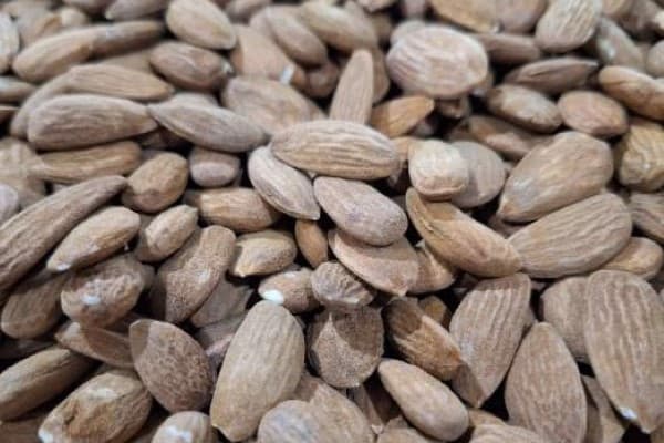 تصویر 2 از خرید مغز بادام سنگی + بهترین قیمت